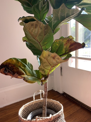 If you notice that your fiddle leaf fig's leaves are wilting, yellowing, or falling off, it's a sign that it's overwatered.