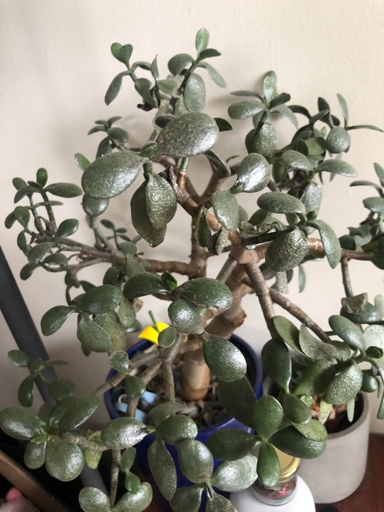 If you notice that your jade plant's leaves are wilting, it's a sign that it's been overwatered and you should take action to save your plant.