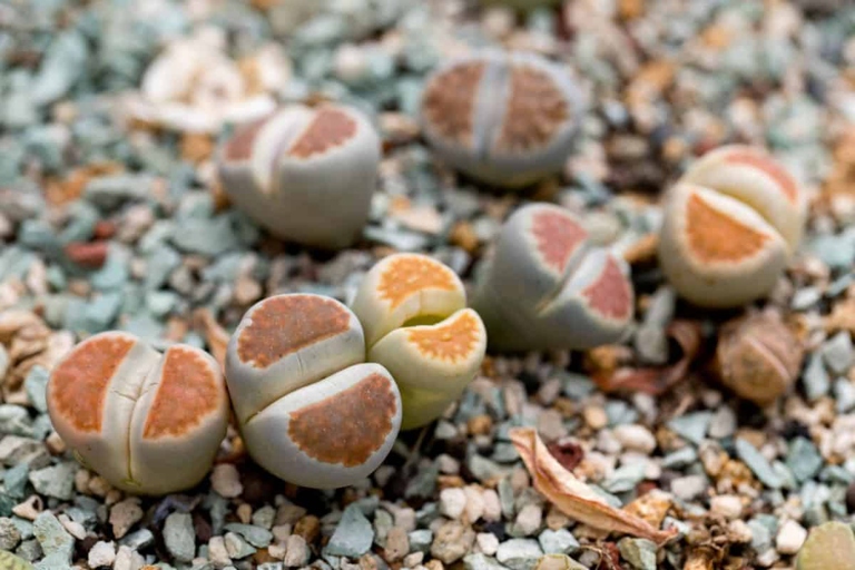 If you notice that your Lithops are wilting, check the frequency with which you have been watering them.