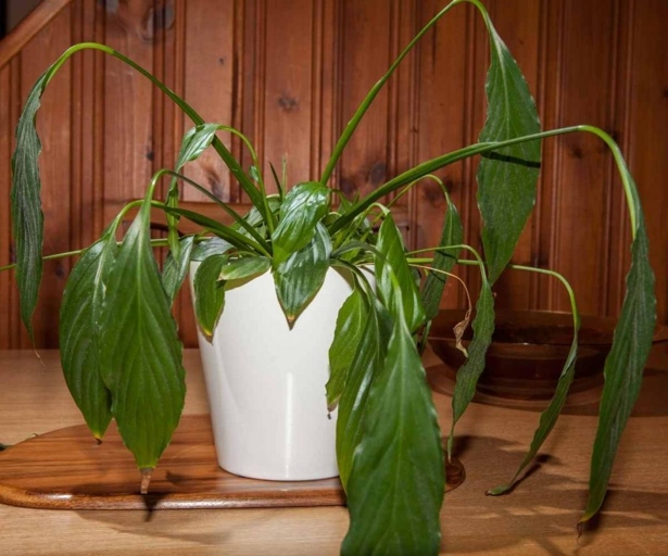 If you notice that your philodendron's leaves are drooping and the stem feels mushy, it's likely that the plant has root rot.