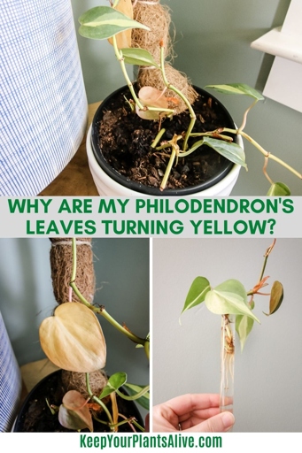 If you notice that your philodendron's leaves are wilting, yellowing, or browning, it's a sign that it's being overwatered.