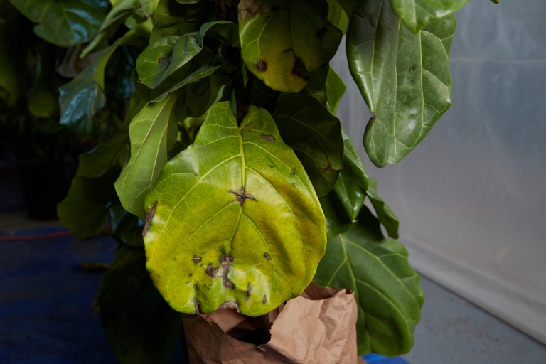 If you notice that your philodendron's leaves are yellow and droopy, it's likely that you've overwatered it.