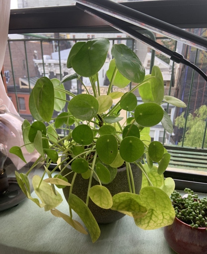 If you notice that your Pilea's leaves are wilting, yellowing, or falling off, it is likely due to root rot.