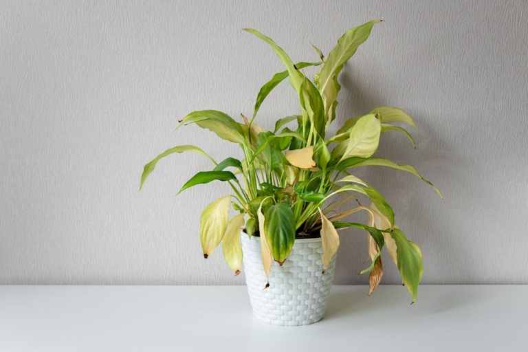 If you notice that your plant is wilting, has yellow leaves, or is drooping, these may be signs that it is overwatered.