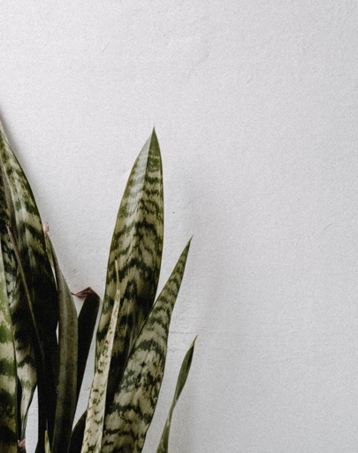 If you notice that your snake plant's leaves are beginning to droop, it is likely that the plant is root bound and needs to be transplanted.