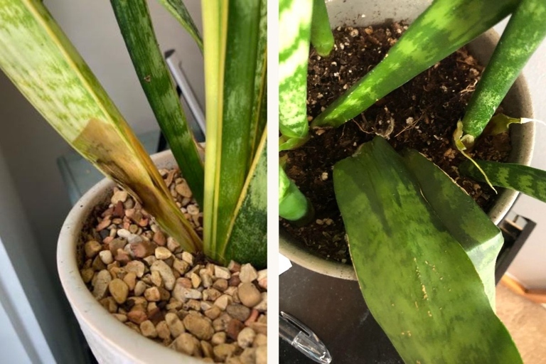 If you notice that your snake plant's roots are rotten or loose, it's likely due to overwatering.