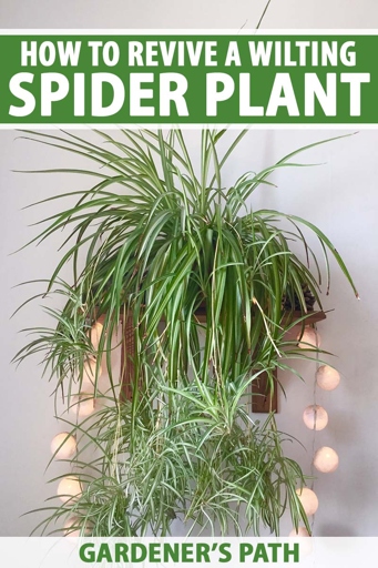 If you notice that your spider plant's leaves are wilting, drooping, or yellowing, it's likely that it's underwatered.