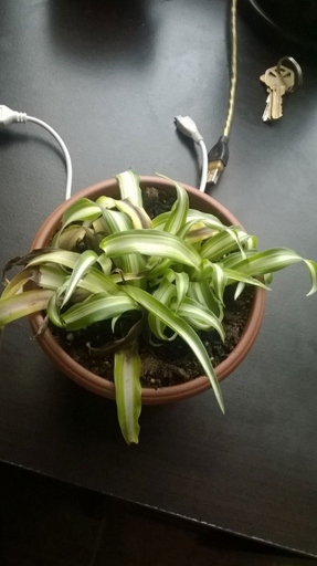 If you notice that your spider plant's leaves are wilting, yellowing, or browning, it is likely that it is being overwatered.