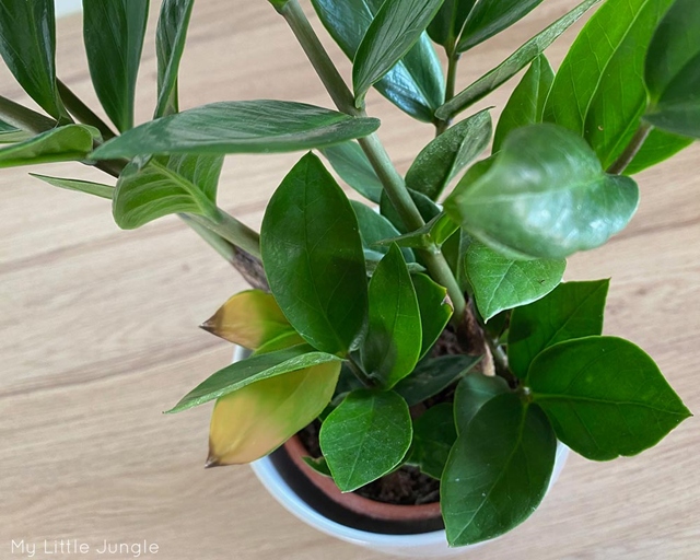 If you notice that your ZZ plant's leaves are beginning to droop or turn yellow, it is likely that it is not being watered enough.