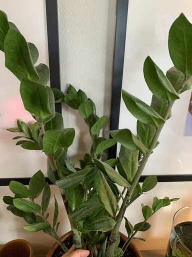 If you notice the leaves of your ZZ plant wrinkling or curling, it's a sign that it is underwatered.