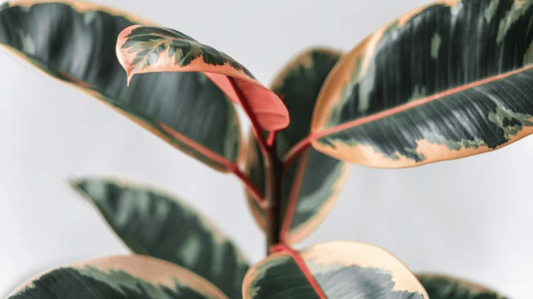 If you notice white spots on your rubber plant, it is likely due to sunburn.