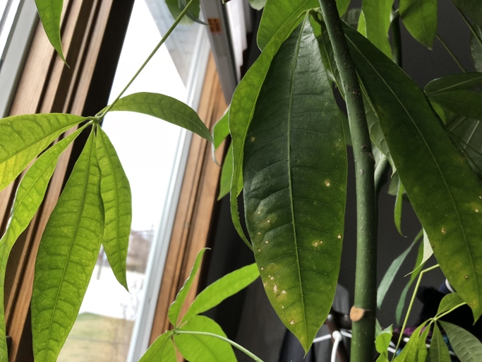 If you notice yellow spots on your money tree, it could be a sign of an insect infestation.