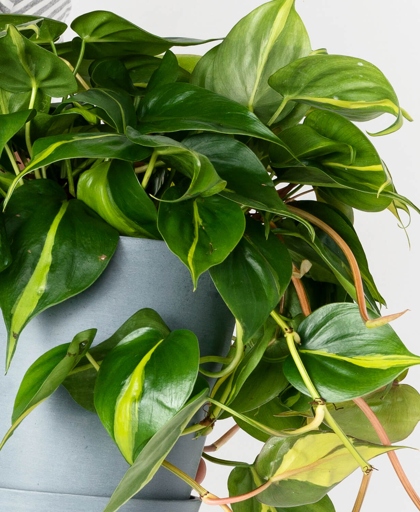 If you notice yellow spots on your philodendron, it is likely due to cold injury.