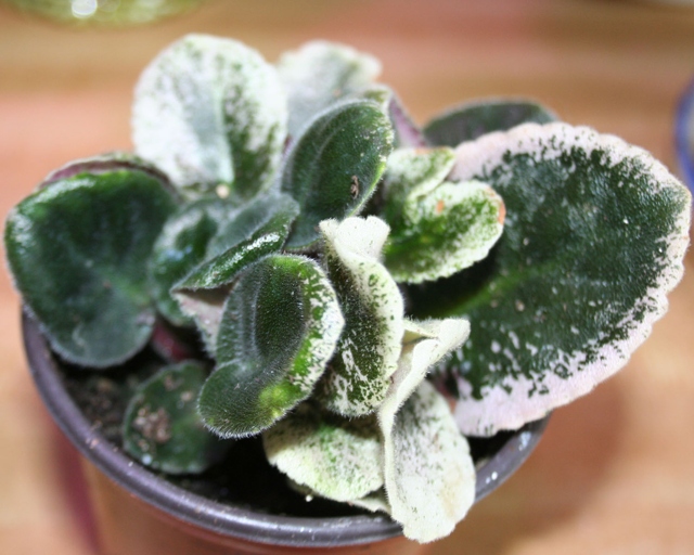 If you notice your African Violet is dying, there are some control measures you can take to revive it.