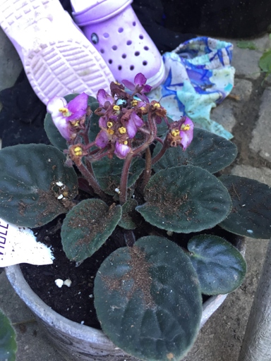 If you notice your African violet is dying, there are some things you can do to revive it.