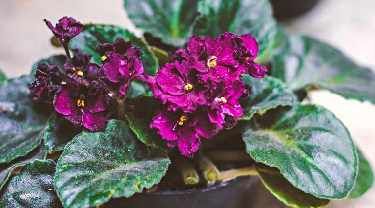 If you notice your African violet's leaves are wilting and the stem is soft, it's likely suffering from root rot.