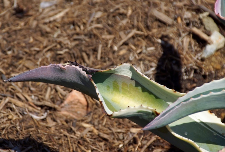 If you notice your agave leaves turning yellow, there are a few things you can do to fix the problem.