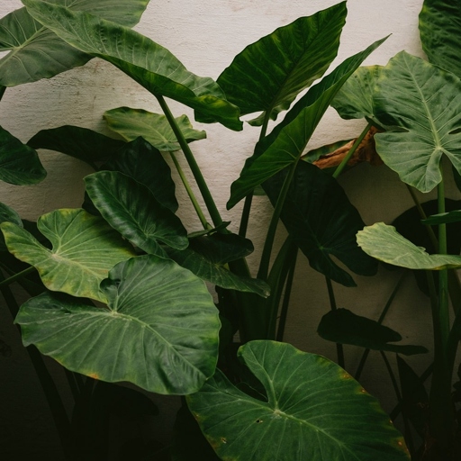 If you notice your Alocasia leaves curling, it could be a sign of poor water quality.