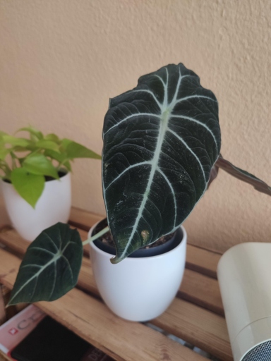 If you notice your Alocasia turning brown, it is likely due to sunburn.