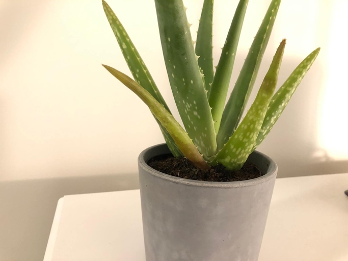 If you notice your aloe plant's leaves are wilting, it's likely because it's overwatered.