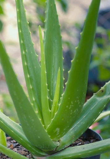 If you notice your aloe vera plant is suffering from root rot, consider rotating the plant to ensure all sides of the plant get an equal amount of sunlight.