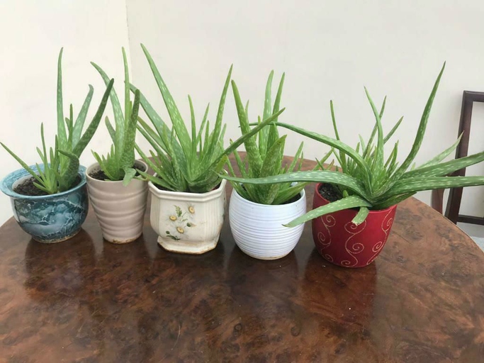 If you notice your aloe vera plant is wilting, it's likely due to a lack of water.