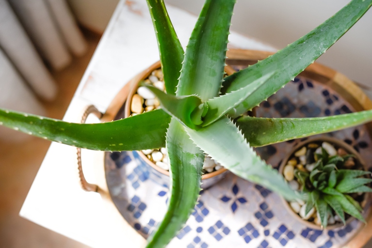 If you notice your aloe vera plant turning pink, it could be a sign of a pest infestation.