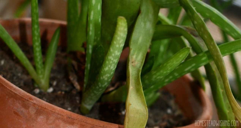 If you notice your aloe vera plant's leaves turning brown and mushy, it's likely suffering from root or stem rot.