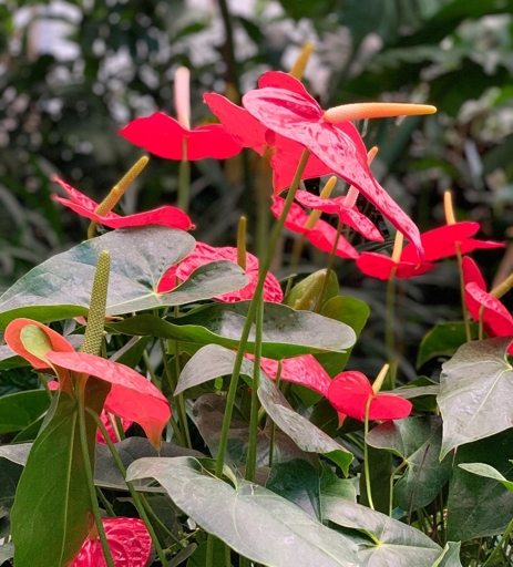 If you notice your anthurium leaves curling, it could be due to an insect infestation.