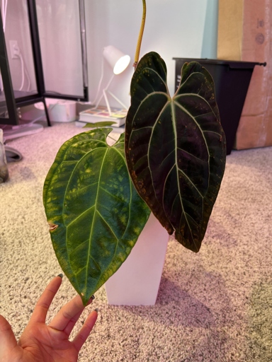 If you notice your anthurium's leaves are yellowing and it isn't growing as tall as it should be, it may have root rot.