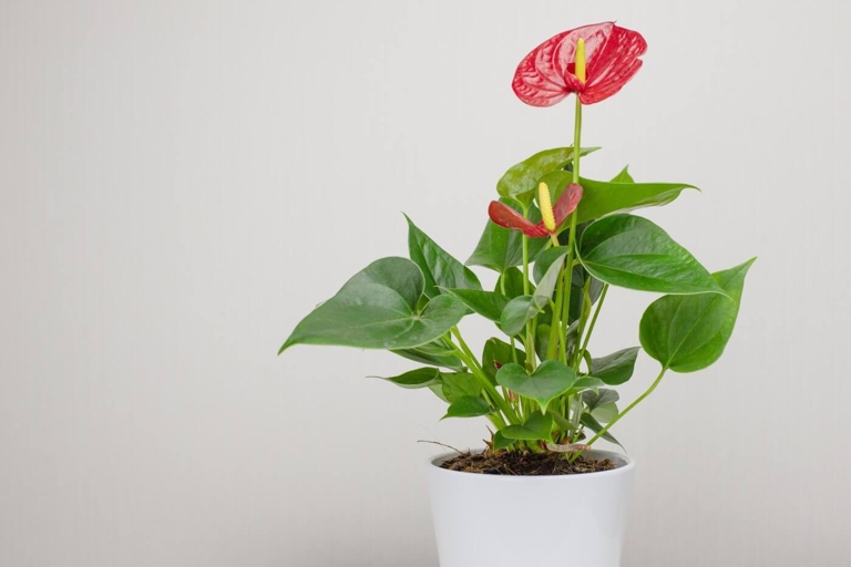 If you notice your anthurium's leaves drooping and the roots beginning to rot, it's time to repot the plant using new soil and a pot.