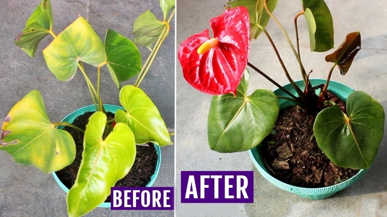 If you notice your anthurium's leaves turning yellow and wilting, it is likely suffering from root rot, which is caused by too much moisture.
