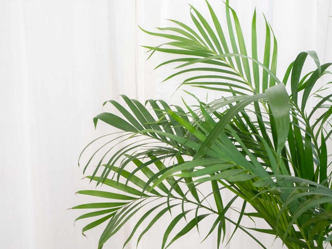 If you notice your areca palm's leaves are yellow and it isn't growing as tall as it should, it may have root rot.