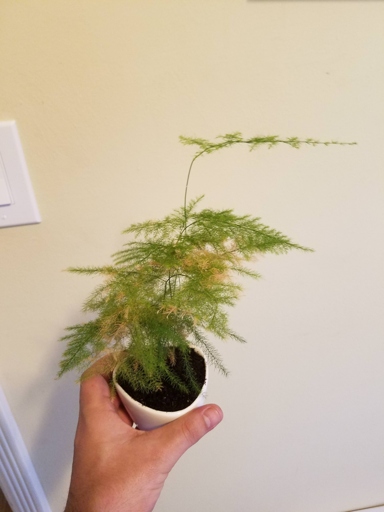If you notice your asparagus fern turning brown, it could be due to a pest infestation.