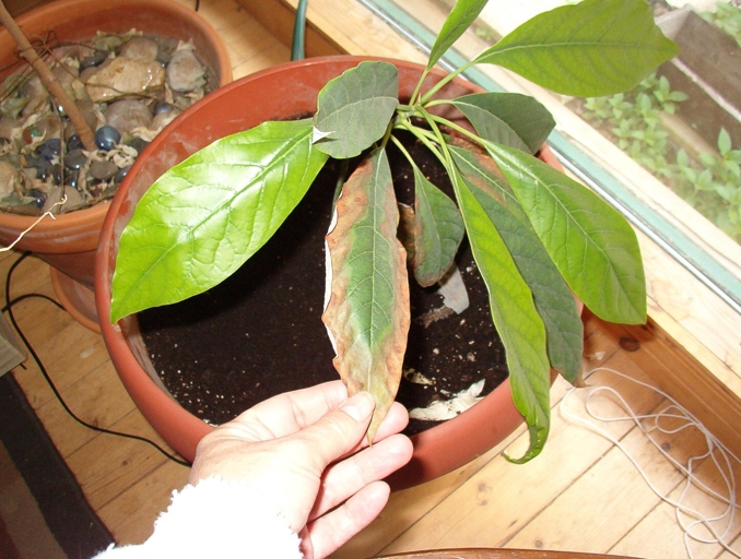 If you notice your avocado leaves drying up, it could be due to one of these three diseases: root rot, stem blight, or leaf spot.