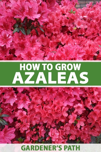 If you notice your azalea's leaves turning red, don't worry - it could be any one of six different causes.