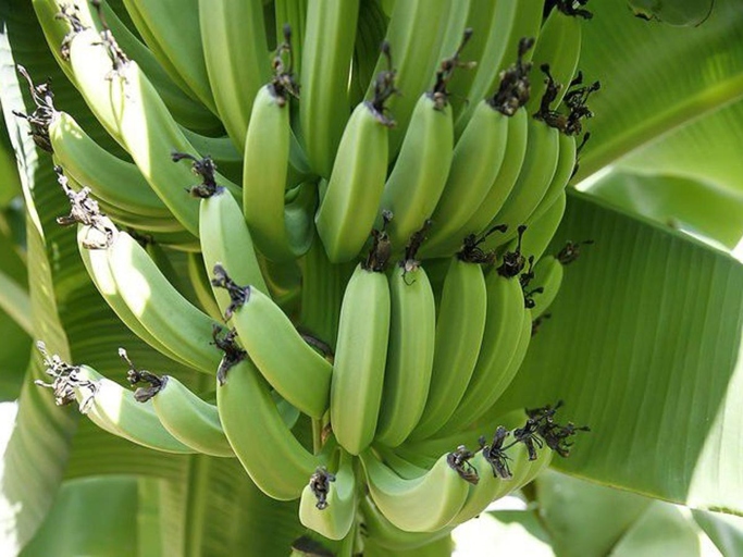 If you notice your bananas starting to dry out, move them to an appropriately lit spot.
