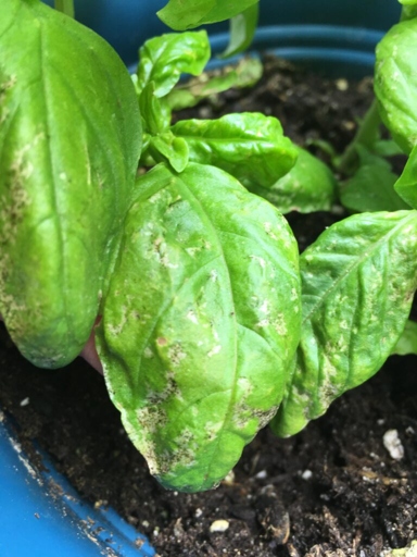 If you notice your basil leaves turning white, it could be due to one of these thirteen causes.