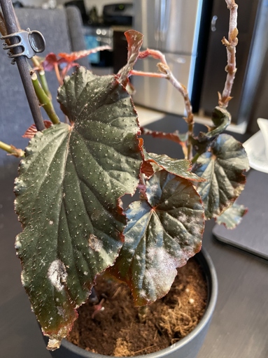 If you notice your begonias have powdery mildew, you can apply fungicides to help save the plant.