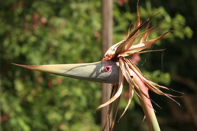If you notice your bird of paradise flower dying, there are a few things you can do to try and save it.