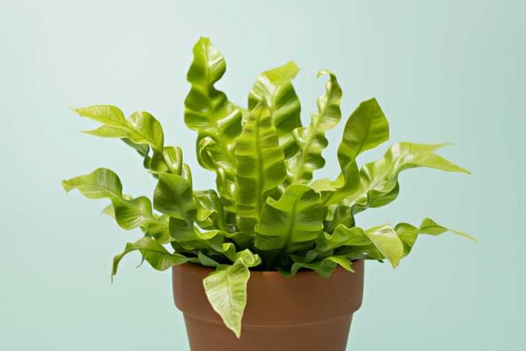 If you notice your bird’s nest fern dying, it is likely due to too much direct sunlight, not enough humidity, or both.