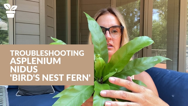 If you notice your bird’s nest fern has brown tips, it is likely due to the water quality.