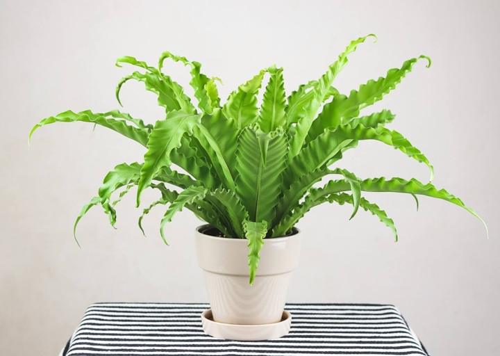 If you notice your bird's nest fern has brown tips, it may be due to repotting shock.