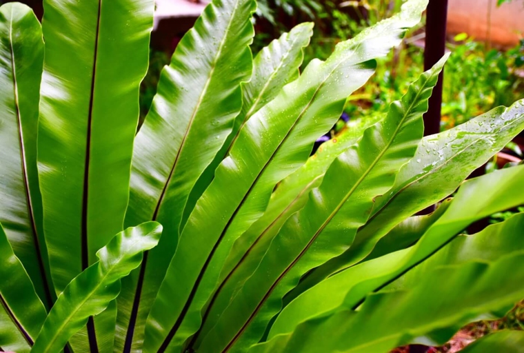 If you notice your bird's nest fern starting to get brown tips, there are a few things you can do to regulate the temperature and help it recover.
