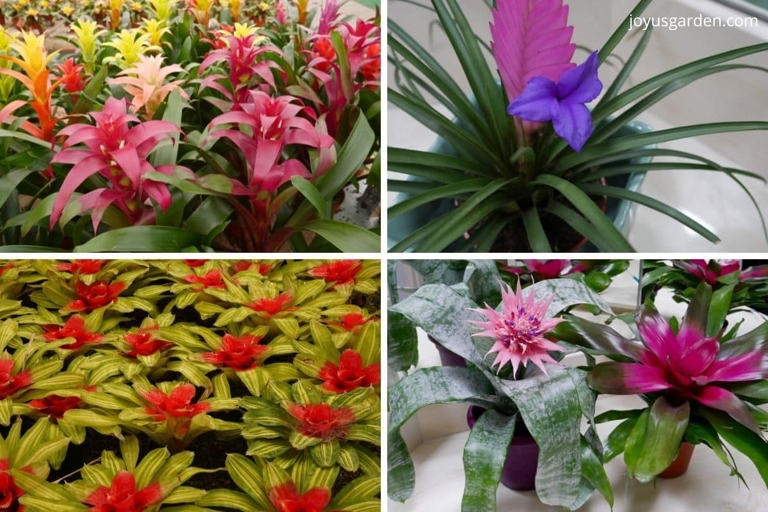 If you notice your bromeliad leaves curling, it could be a sign of poor water quality.