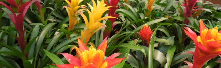 If you notice your bromeliad leaves curling, it could be due to one of several reasons.