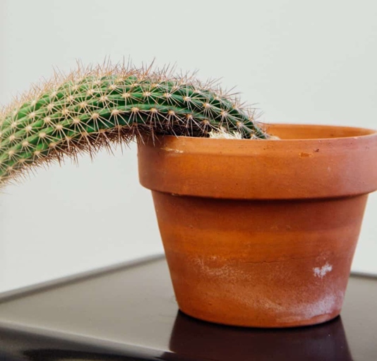 If you notice your cactus is wilting, one possible reason is overwatering.