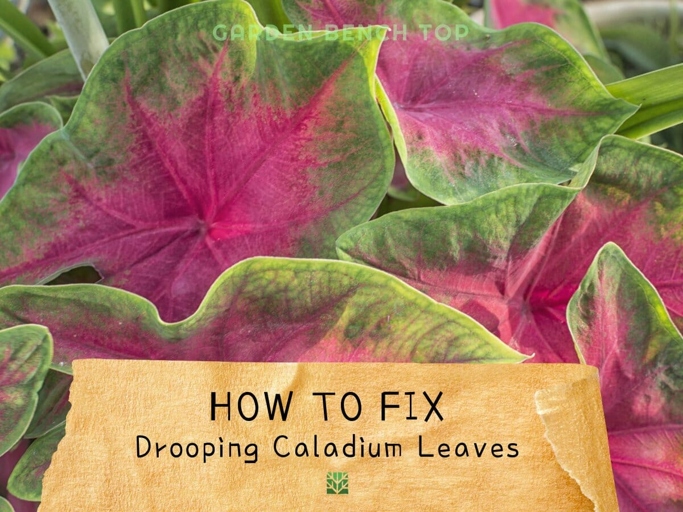 If you notice your caladium drooping, it may be suffering from root rot.