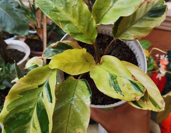 If you notice your Calathea plant's leaves turning yellow, wilting, or otherwise looking unhealthy, it may be suffering from root rot.