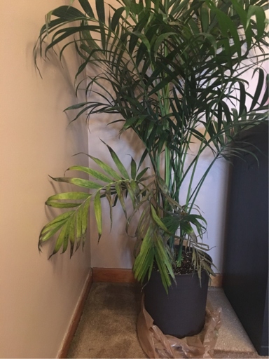 If you notice your cat palm has brown tips, it is likely due to underwatering.